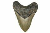 Fossil Megalodon Tooth - North Carolina #355840-1